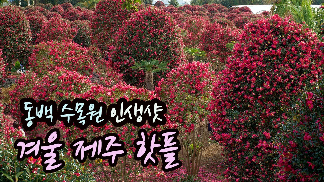 겨울 제주 핫 스팟 동백수목원 동백꽃 활짝/ 위미리 동백 군락지 여행/