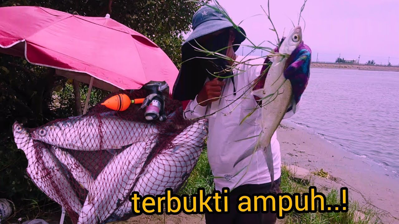Umpan Untuk mancing ikan bandeng liar