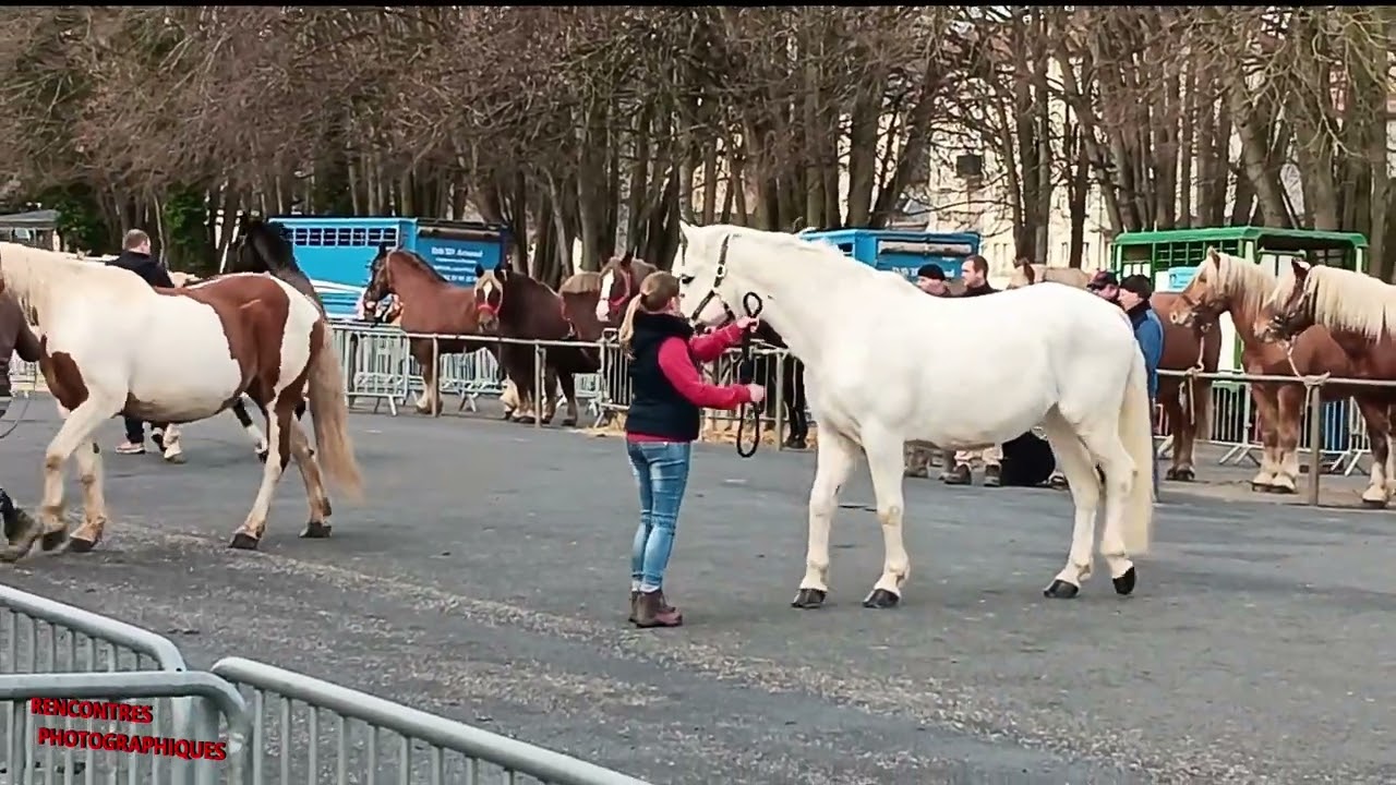 foire aux bestiaux CANY BARVILLE 2024