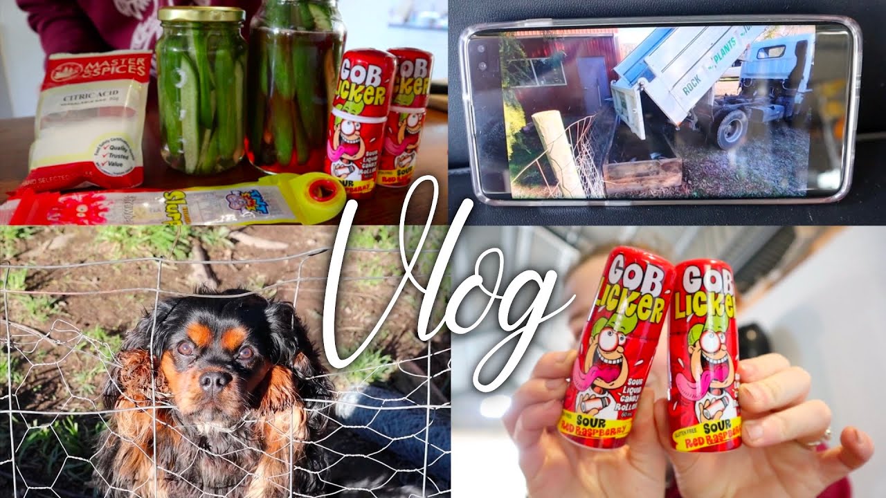 SOUR LOLLY PICKLES! Veggie patch and puppy play Weekly Vlog
