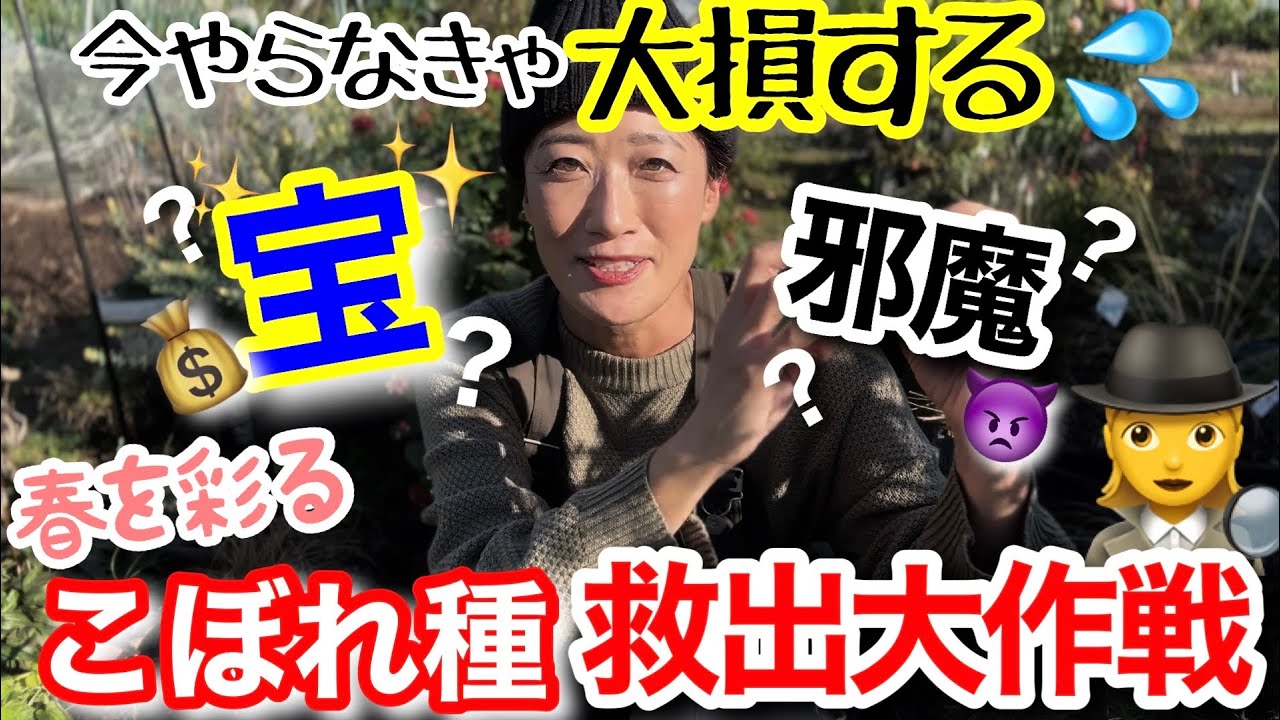 【宿根草・一年草】「こぼれ種 救出大作戦🕵️‍♀️」秋に発芽したこぼれ種、そのままだとお庭の邪魔者に？！/ 上手く使えば春庭を無料で華やかに✨/ こぼれ種が期待できる一年草の植え付け【ガーデニング】