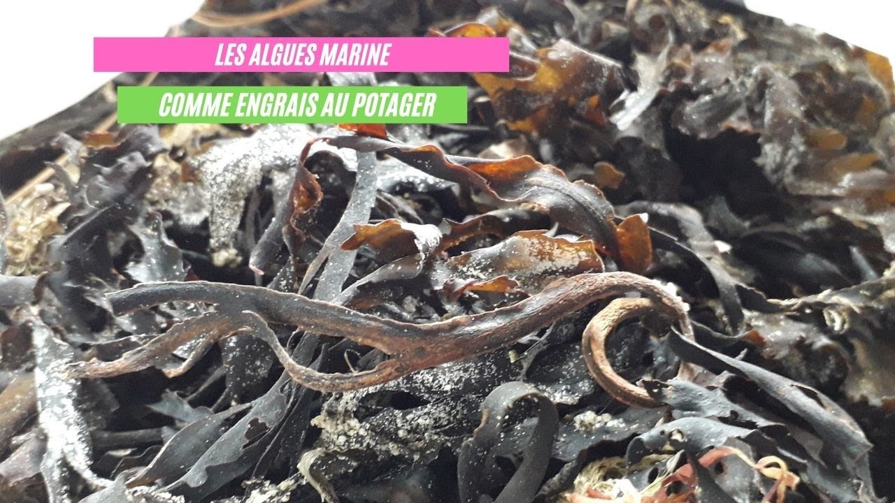 Les algues marines comme engrais !!!