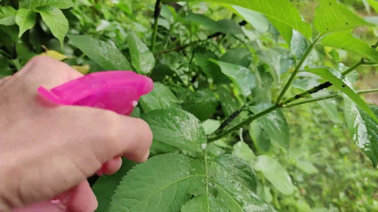 #Saponemolledipotassio