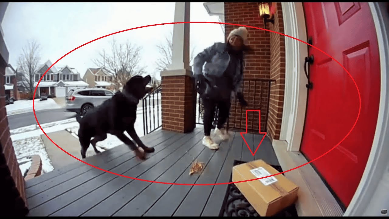 Package Thief Gets Instant Karma 💥📦😂