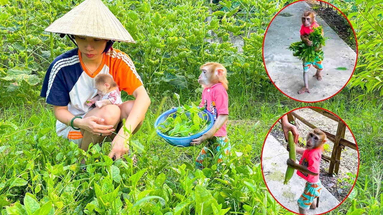 Monkey Kaka and Monkey Mit are harvesting vegetables in Grandma's garden with their mom.