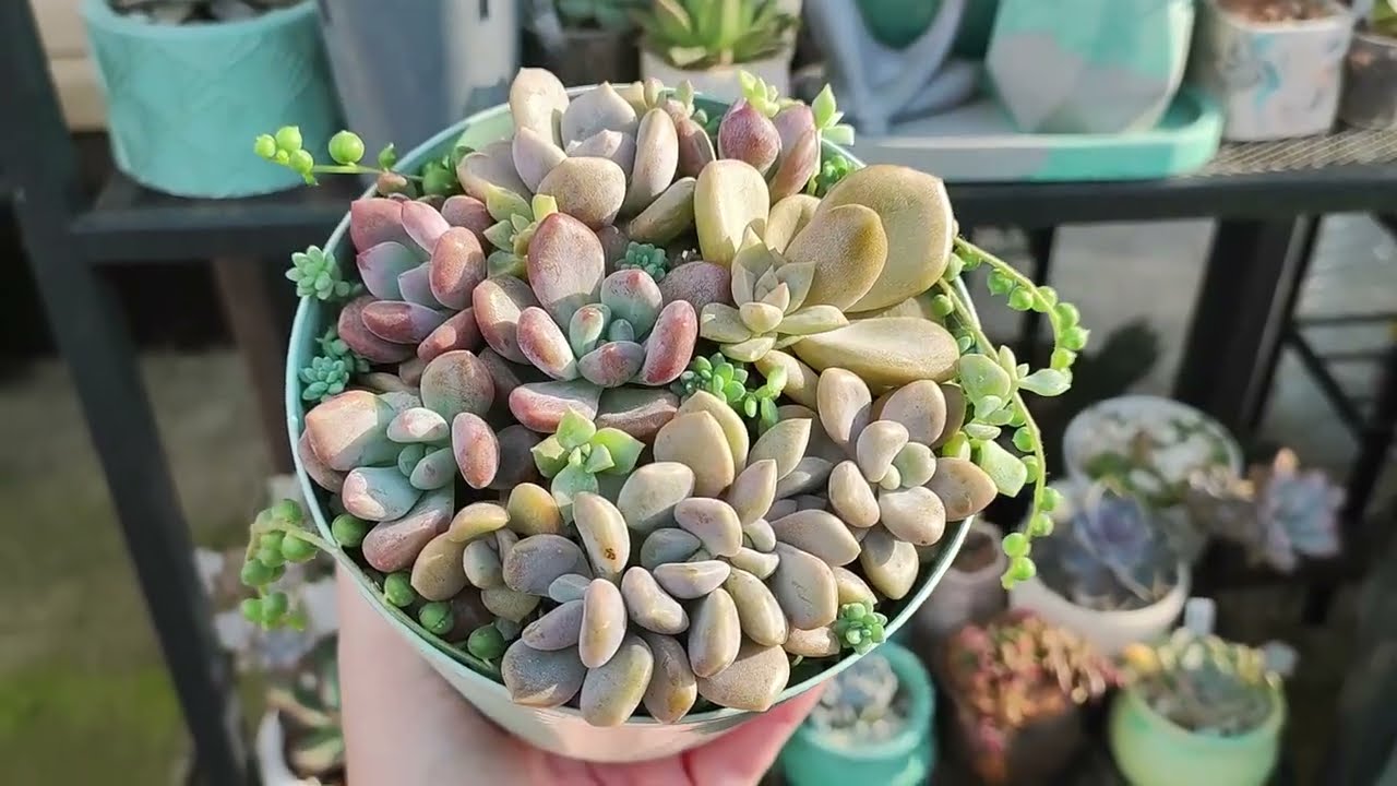 Садик из суккулентов в пастельных оттенках