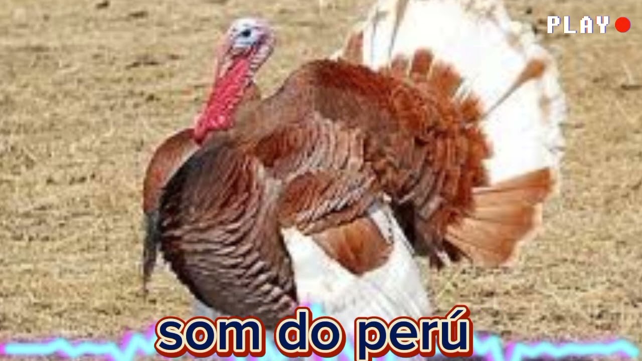 Som do per&uacute;. Canto do per&uacute; @MELODIASELVAGEM