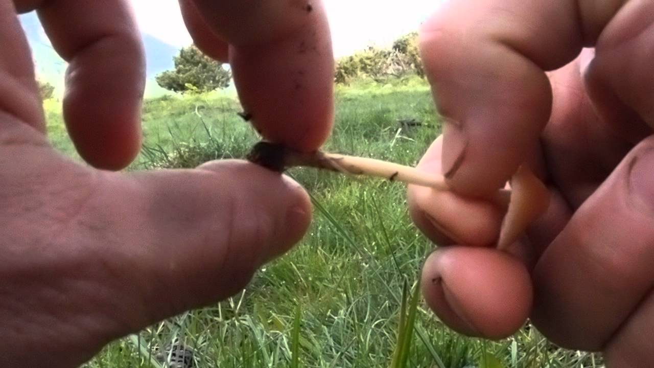 com saber si &eacute;s carrereta (marasmius oreades)