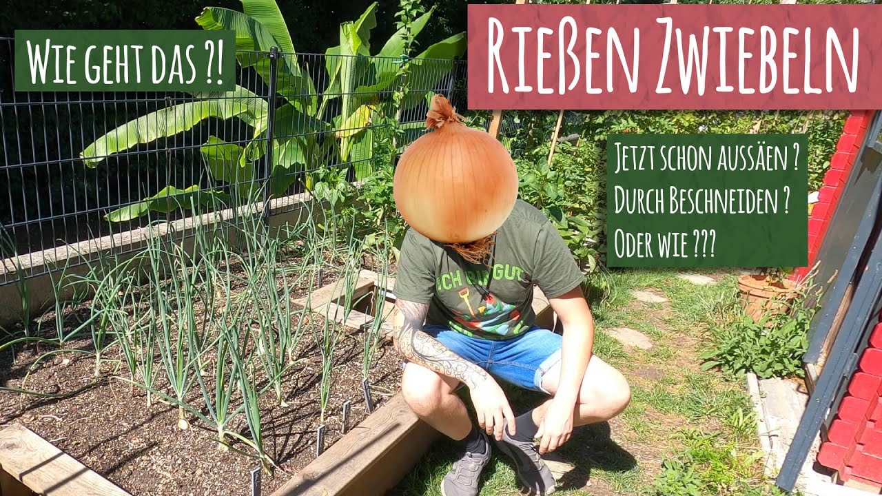 Riesen Zwiebeln anbauen 2021 - 2022 🧅 Wie geht das? Das große Zwiebel Experiment Zwiebel Aussaat
