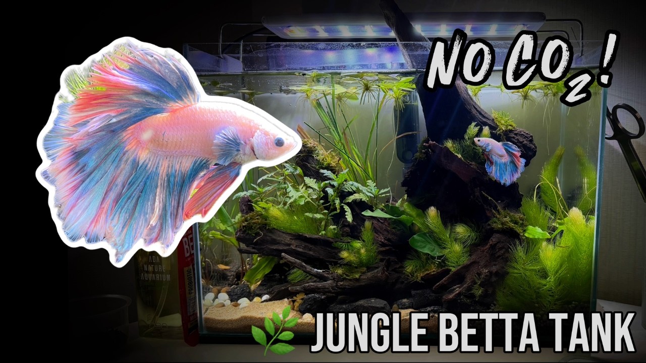 Betta Fish Tank Aquascaping | Driftwood Planted Setup No CO2