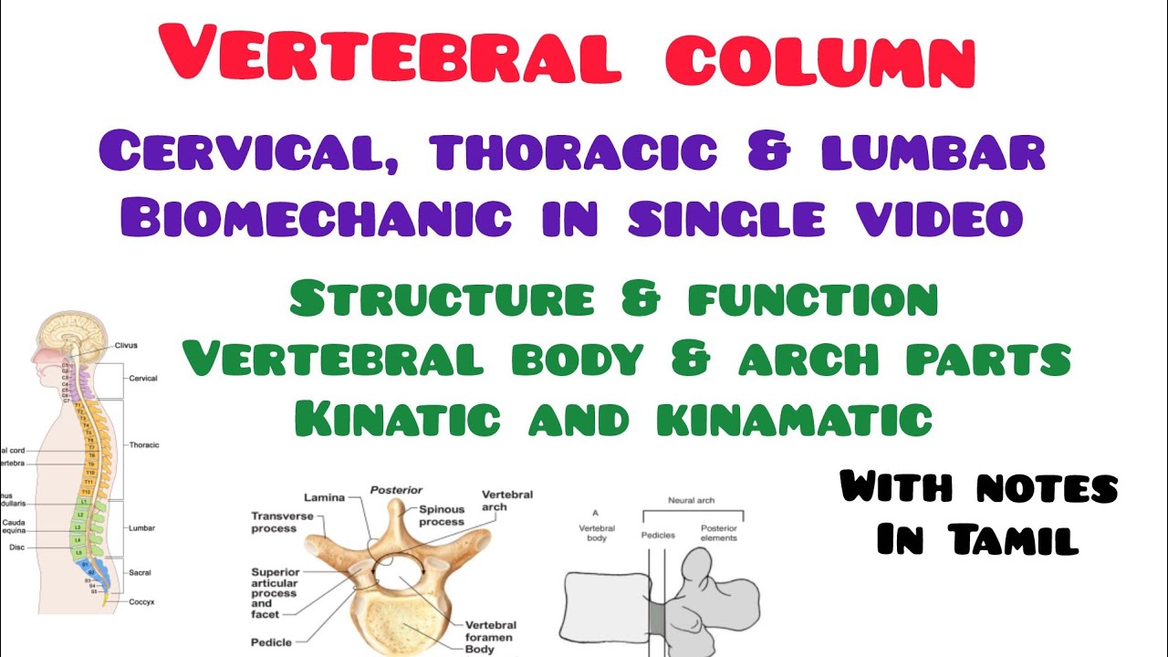 Understand vertebral column of Biomech in One Video | Cervical, Thoracic & Lumbar region in Tamil 