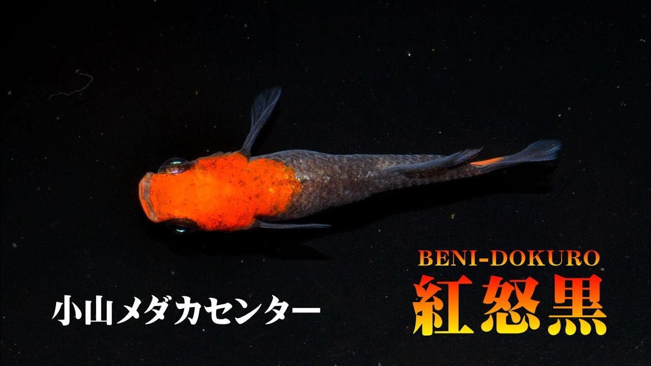 紅怒黒（ベニドクロ）2019年1月【めだか専門店　小山メダカセンター】