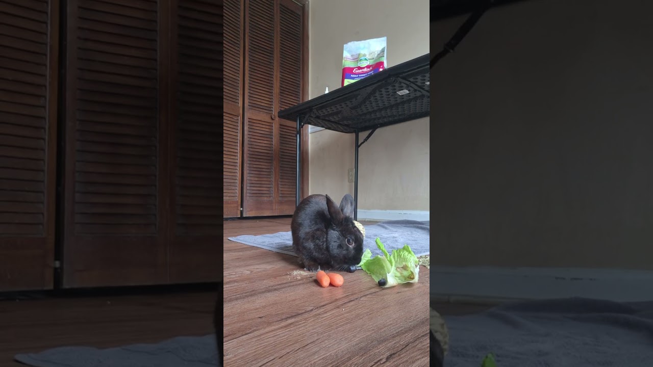 Demon Master receives blueberries and vitamins, and I give my plants fresh water. #bunny #rabbit 