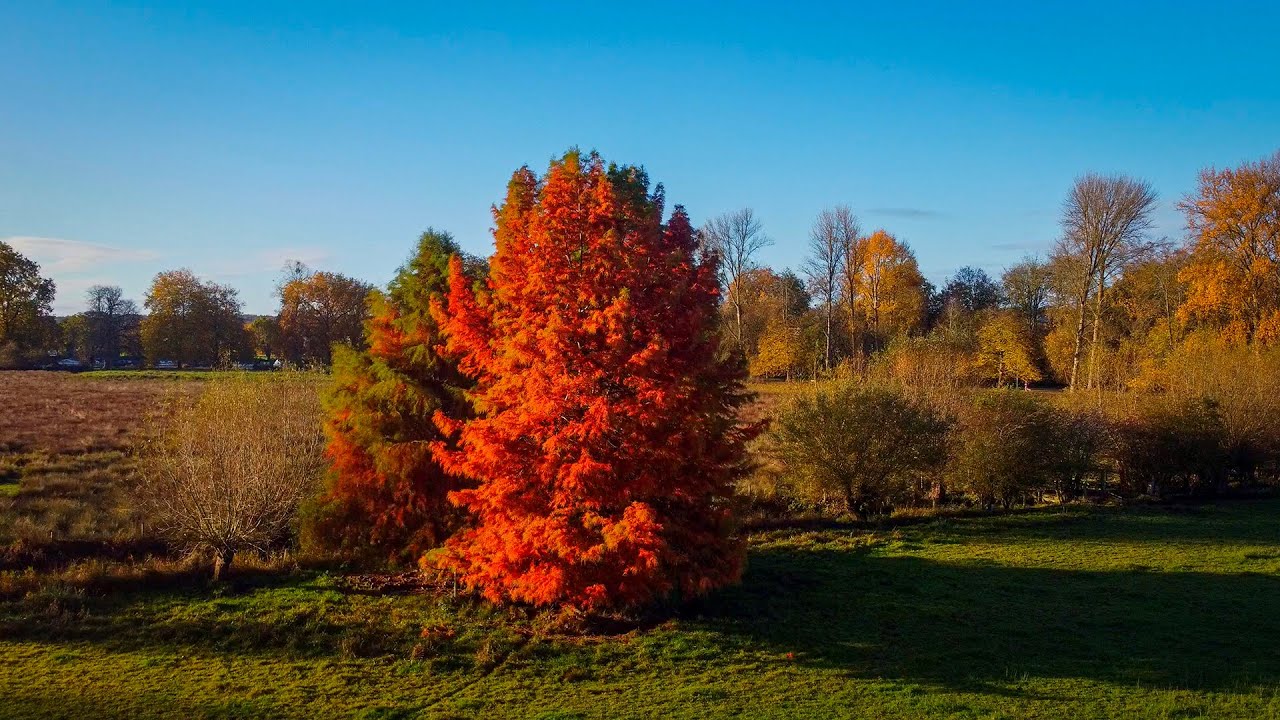 Gospel: Swing low, sweet chariot