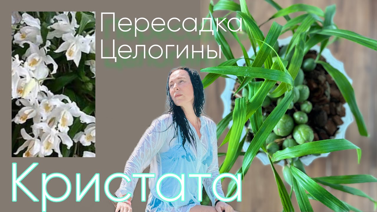 Цветонос на целогине?! первый опыт с этой орхидеей!