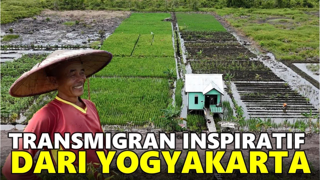 MBAH SUGIH SUKSES KELOLA 100% DALAM 15 BULAN TRANSMIGRASI DI SP10 TANJUNG BUKA BULUNGAN