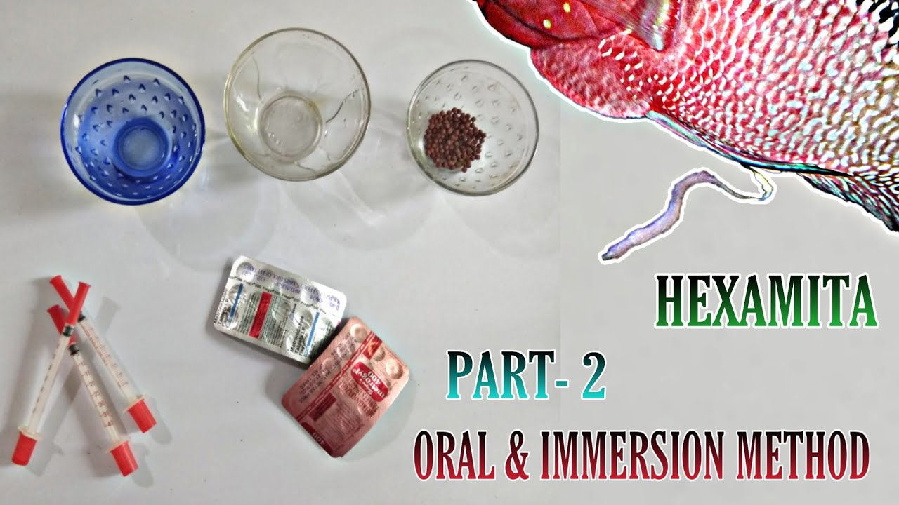 Flowerhorn Not Eating Food | Hexamita | Stringy White Poop Problem | Oral & Immersion Treatment Part