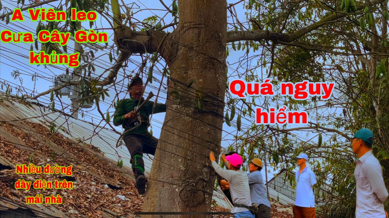 Quá liều mạng và mạo hiểm A viên leo Cưa Cây Gòn khủng sát vách nhà có nhiều đường dây điện 