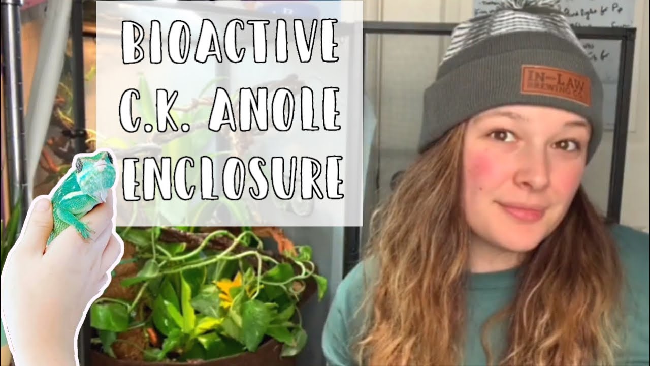Bioactive Cuban Knight Anole Set Up