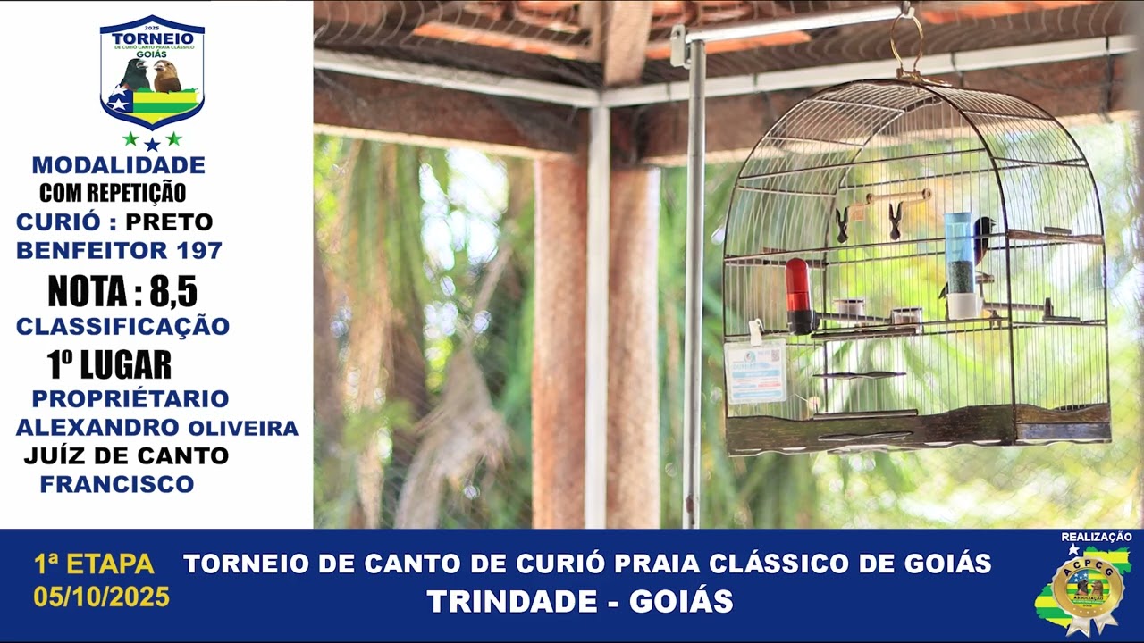 TORNEIO DE CANTO DE CURI&Oacute; GOI&Aacute;S  PRETOCOM REPETI&Ccedil;&Atilde;O BENFEITOR