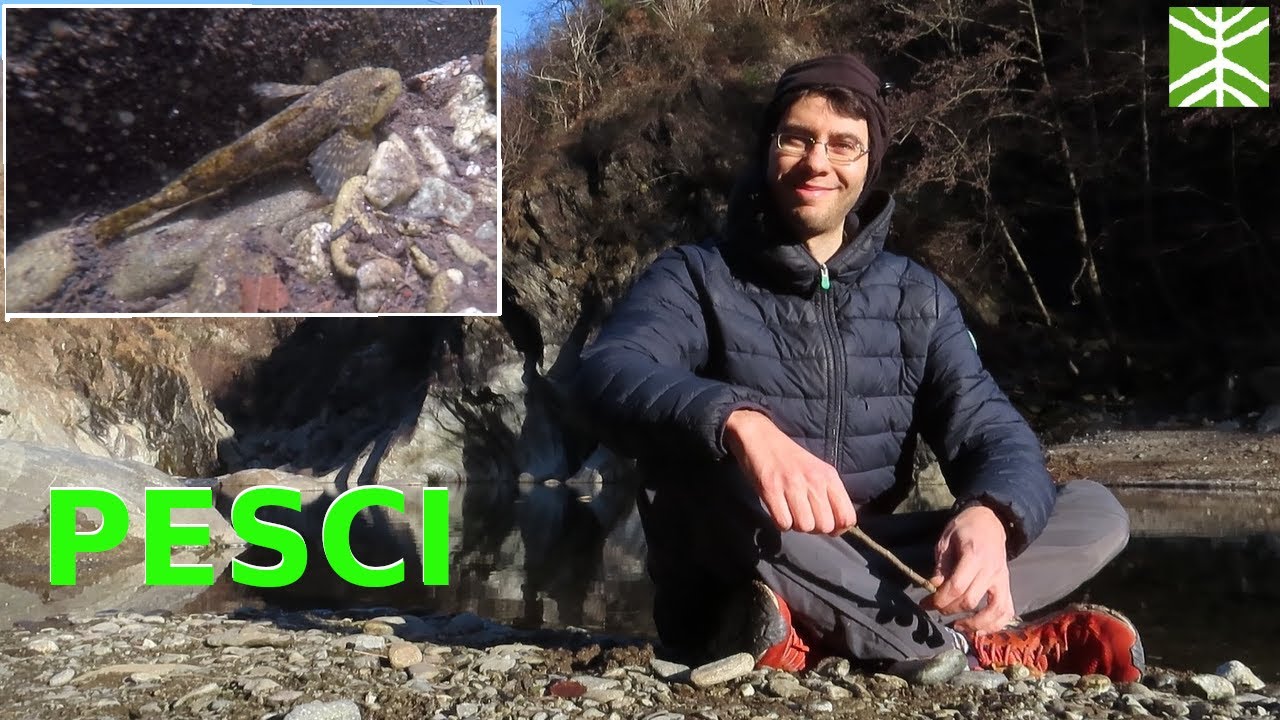 Animali in Val Grande ep. 14 - Pesci
