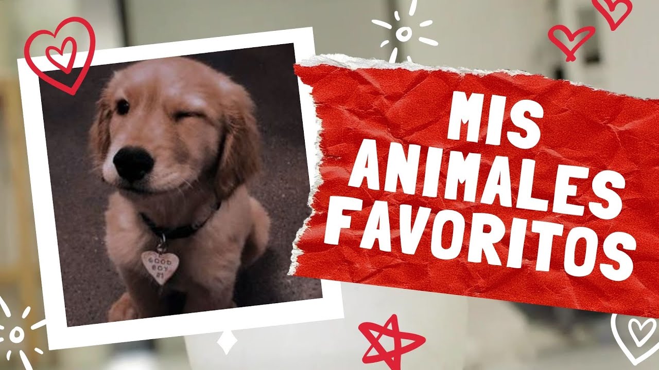 MIS ANIMALES FAVORITOS 🐕 🦛