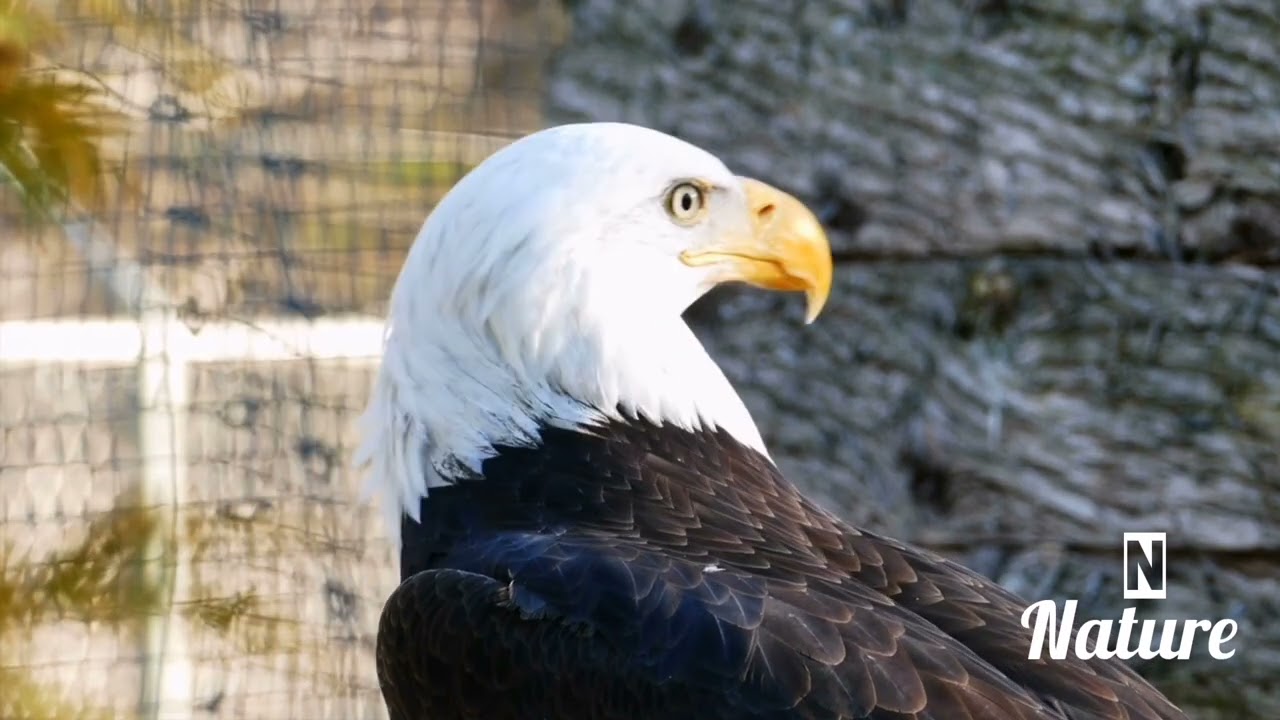 nature | Falcon | eagle| bird | forest | beautiful scenery | relaxing clip | PT 21 |🦅🏞️🌄🤩😍🥰❤️💕