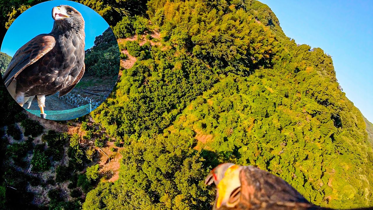 POV: Fly Through the Sky with a Falcon’s Eyes