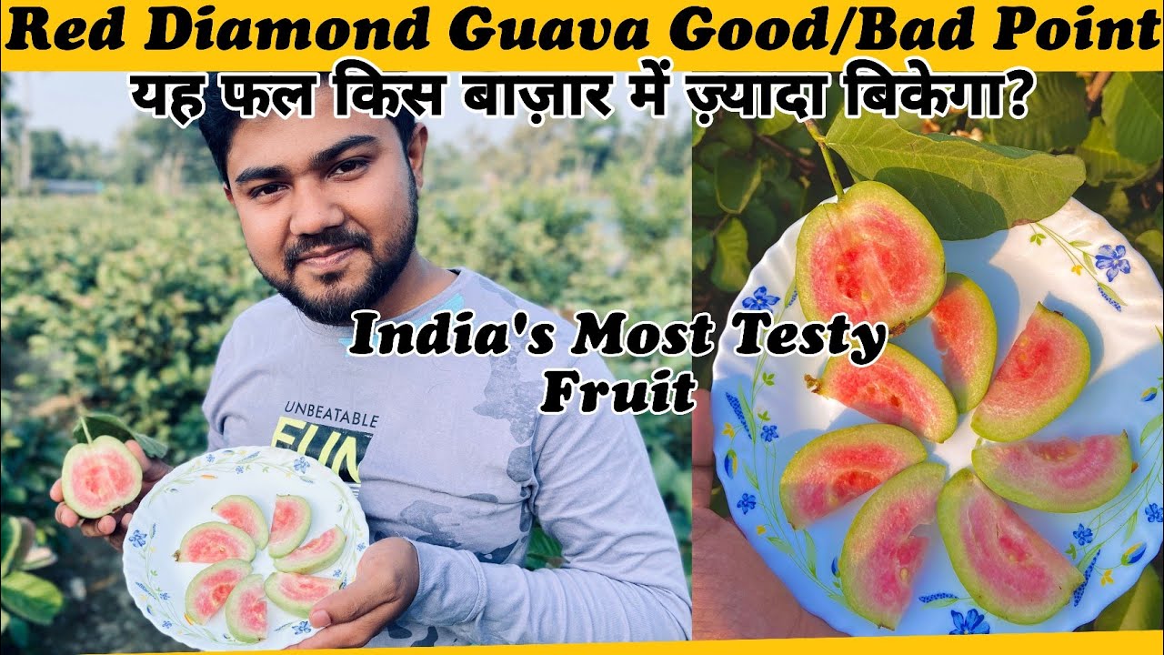 India's Most Testy Fruit || Japanese Red Diamond Guava Good/Bad Point and About Market