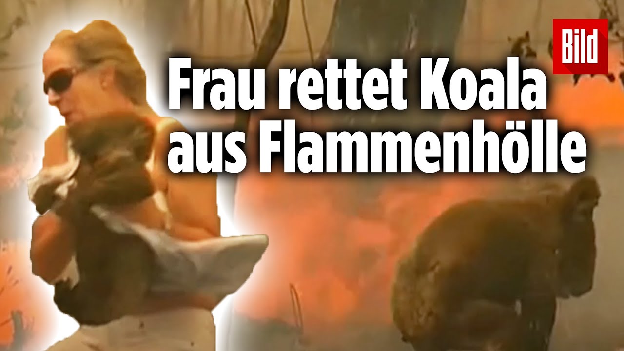 Frau rettet Koala aus Flammen-Hölle! Das Tier heult wegen der starken Verbrennungen