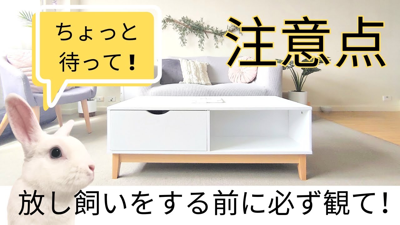 うさぎの放し飼い  注意点 !!