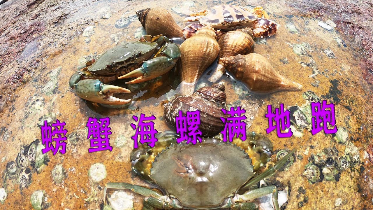 吴哥吴嫂带着法宝赶海，螃蟹和各种海螺满地跑，发财的节奏又来了