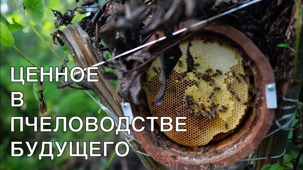 СВЕРХ ЦЕННОЕ В ПЧЕЛОВОДСТВО БУДУЕЩЕГО