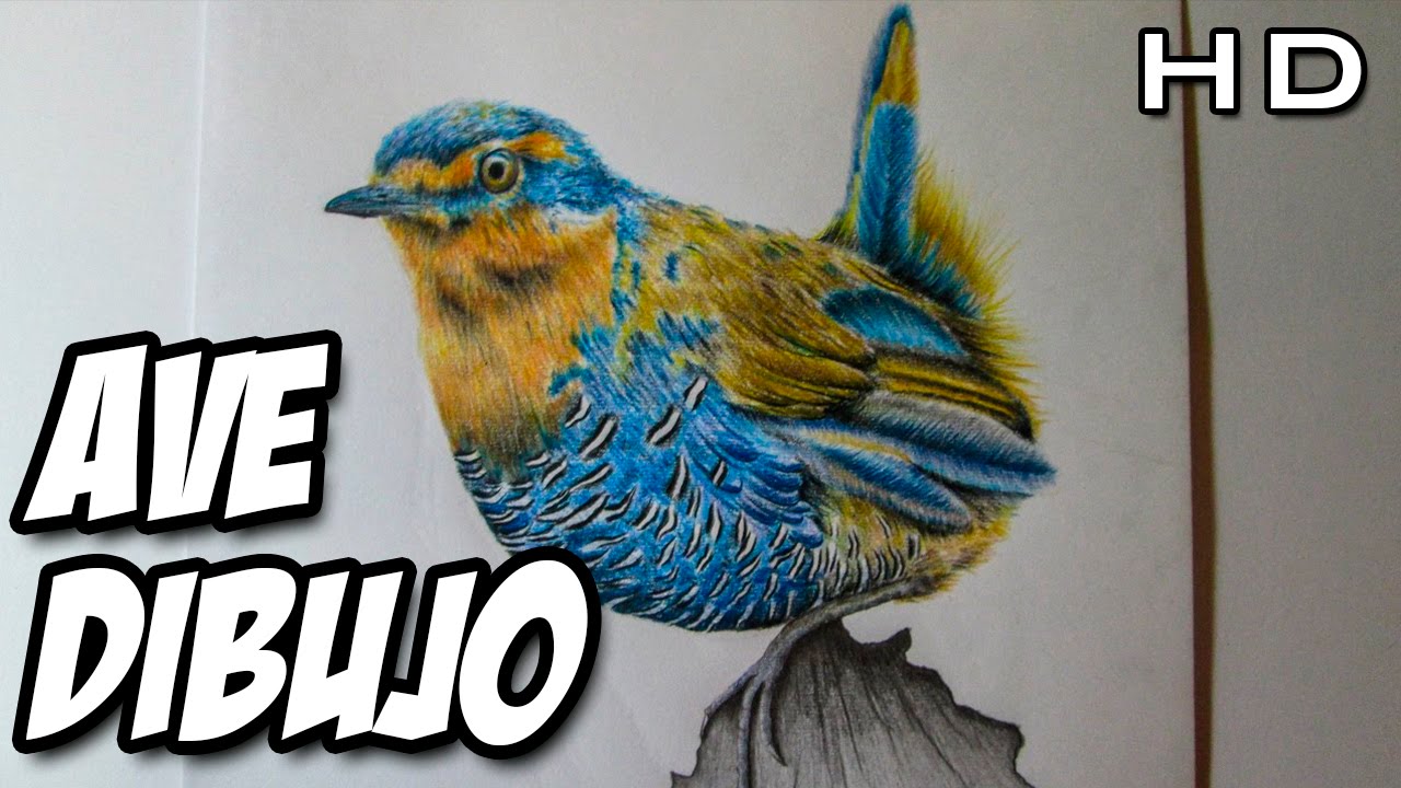 Dibujando un ave con l&aacute;pices de colores, ave Chucao con l&aacute;pices Prismacolor Premiere