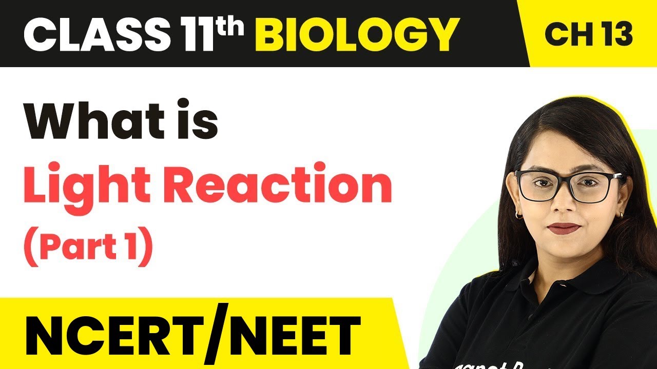 What is Light Reaction (Part 1) | Photosynthesis in Plants | Class 11 Biology