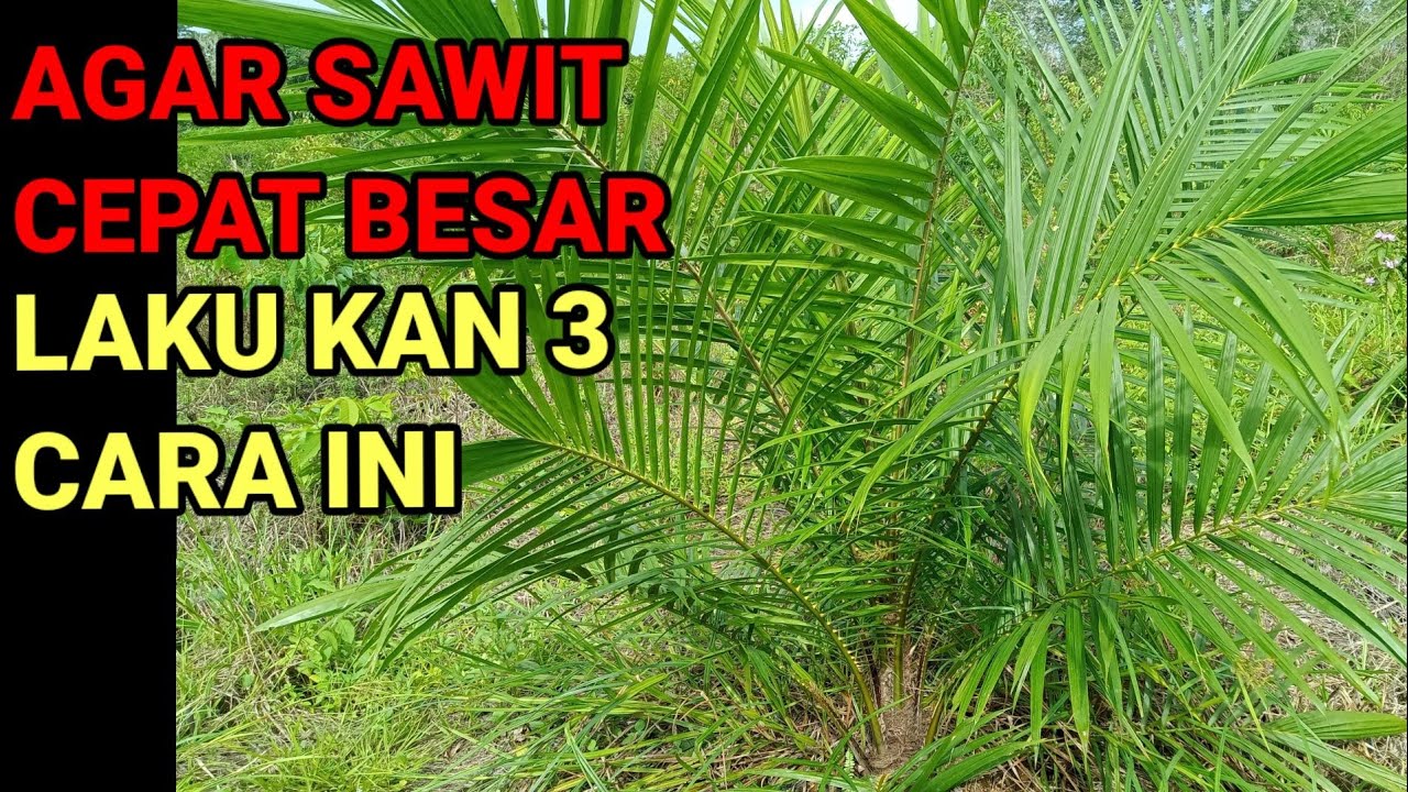cara perawatan sawit,agar cepat besar dan meninggi