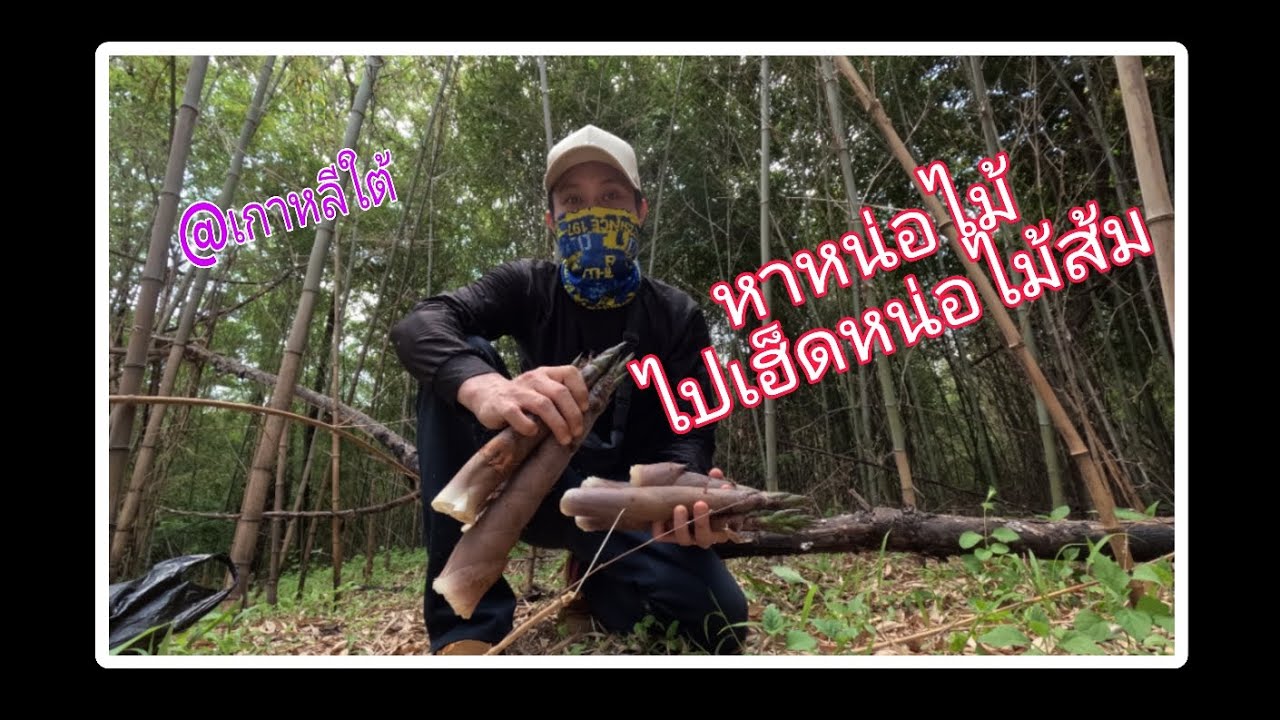 เลาะหาหน่อไม้เกาหลี#คนไทยในเกาหลี #เกาหลีใต้