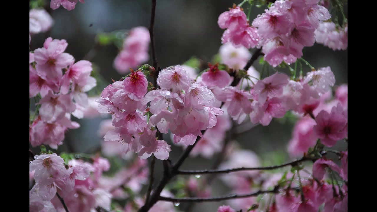 My Photo Album: Sigma SD1M + Sigma 18-300mm f/3.5-6.3 DC | Cherry Blossoms Are Back in Hong Kong