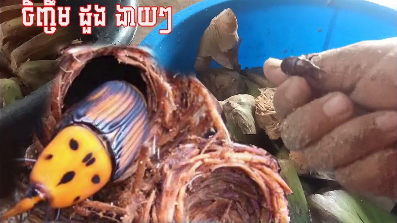វិធីចិញ្ចឹម ដួង ងាយៗ /​/ ដង្កូវដួង ធ្វើម្ហូបបានច្រើនមុខ