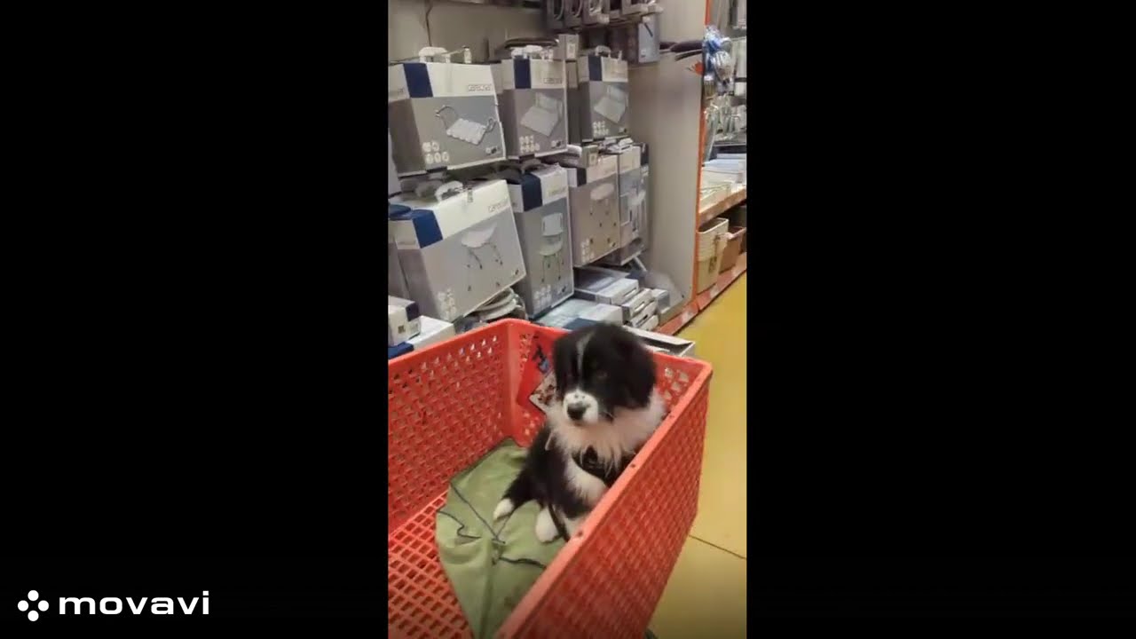 Abenteuer und total sweet... Ein Aussie Welpe zum erstenmal im Baumarkt