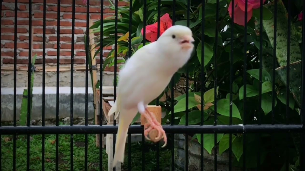 Doesn't Your Canary Sing? Put This On, HE Will Sing a Lot‼️ Belgian Canary🐦