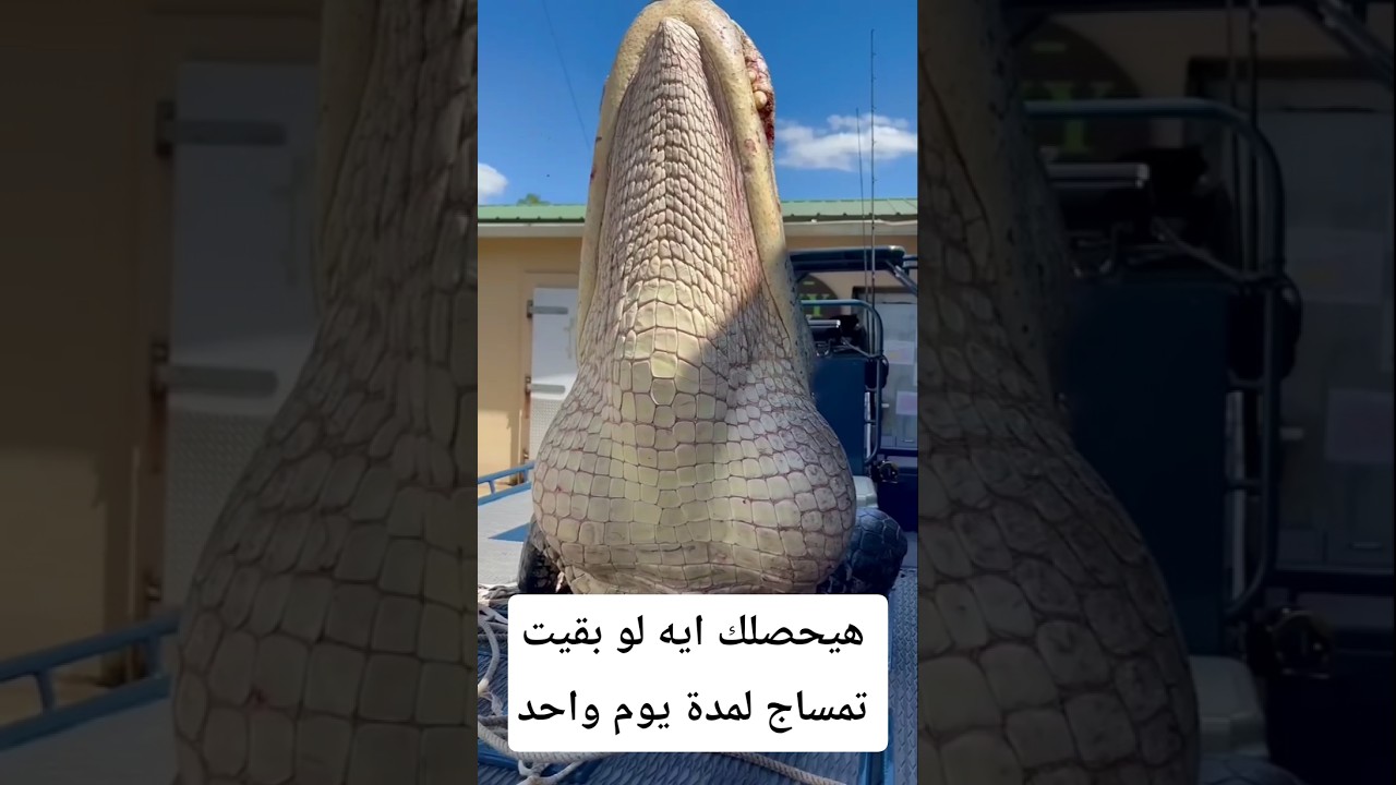 هيحصلك إيه لو بقيت تمساح يوم واحد#معلومات #اكسبلور #animals #facts #معلومات_غريبة #wildlife