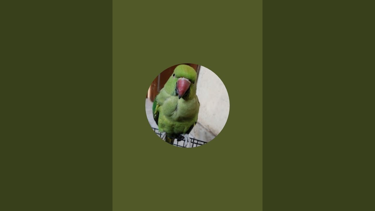 Saroj sandila is live