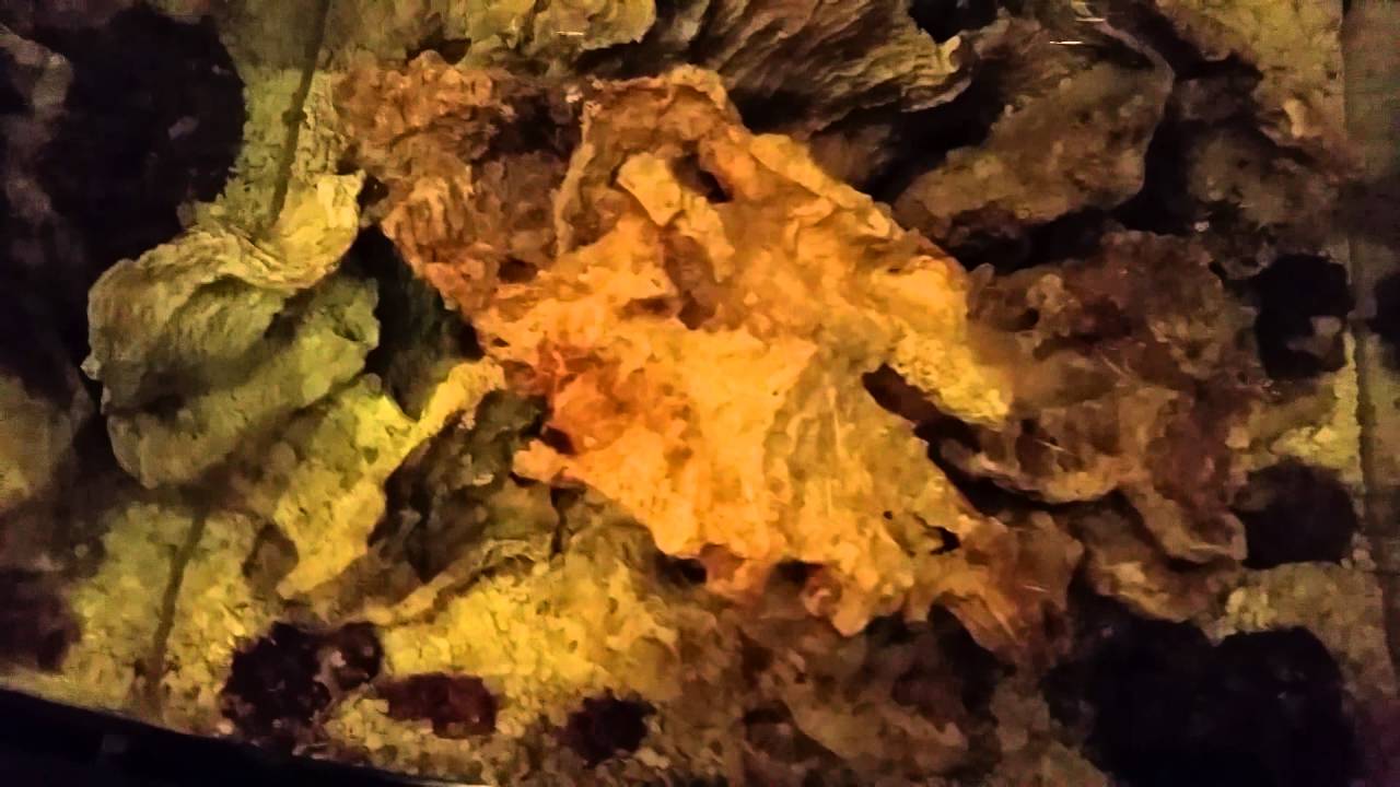 Coral life Biocube 29 gallon refugium