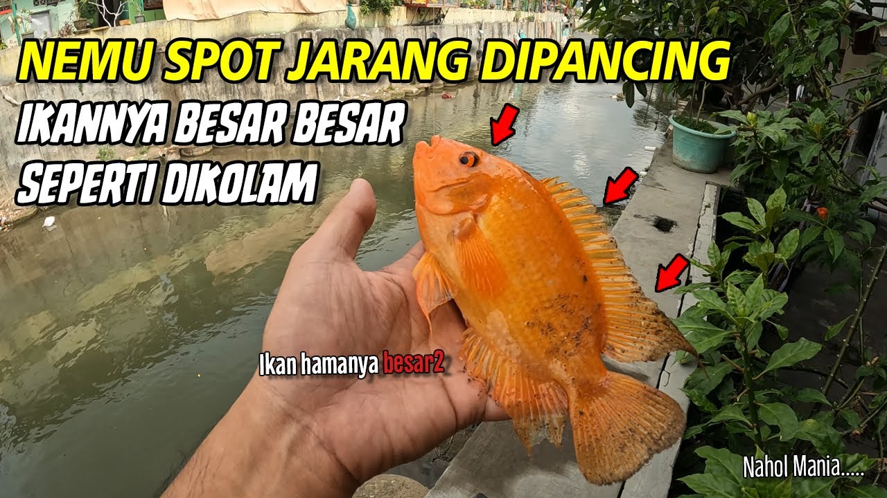 SPOT INI JARANG DIPANCING ‼️ IKANNYA BESAR BESAR SEPERTI DIKOLAM ‼️ | Mancing Red Devil Sungai Jogja