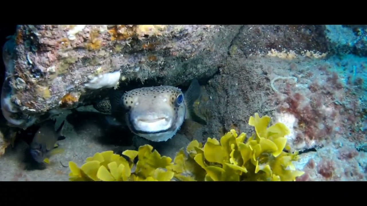Diving in El Cabron, Gran Canaria