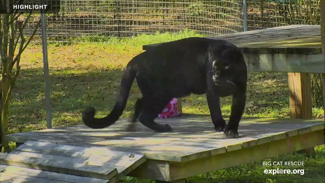 Funcation - Big Cat Rescue | Live Cam Highlights
