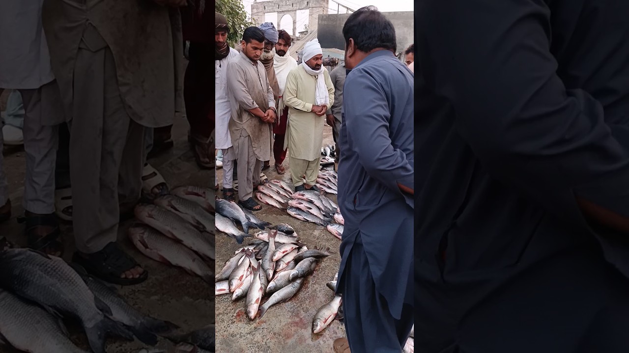 Machli Mandi, Fish market, Update