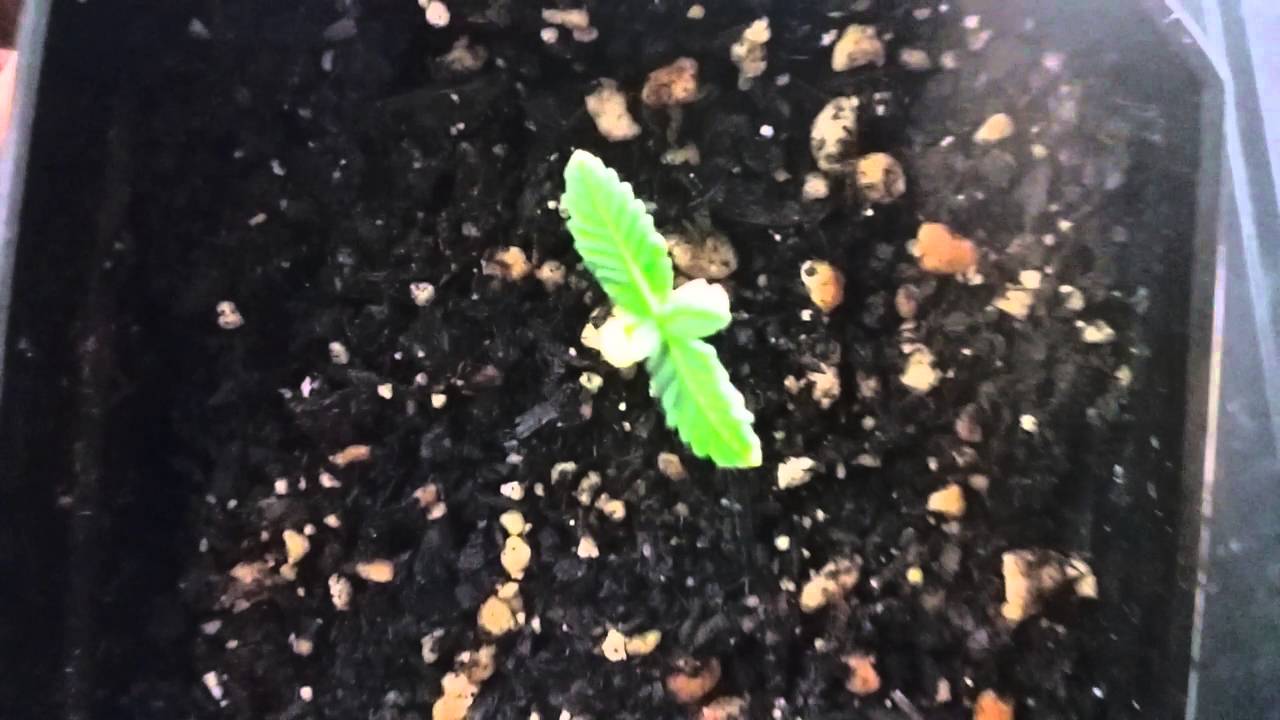 White cookies crop King seeds