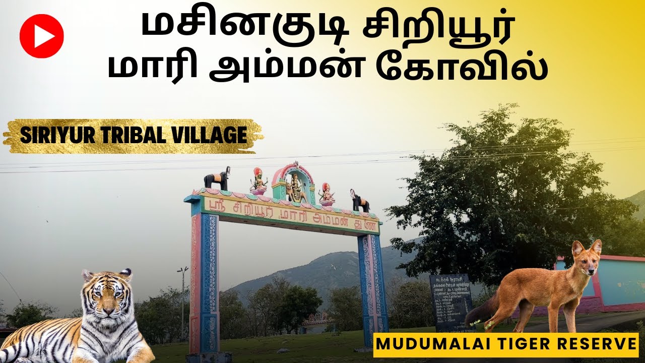 மசினகுடி சிறியூர் பழங்குடியின கிராமம் | Siriyur Tribal Village Mudumalai Tiger Reserve